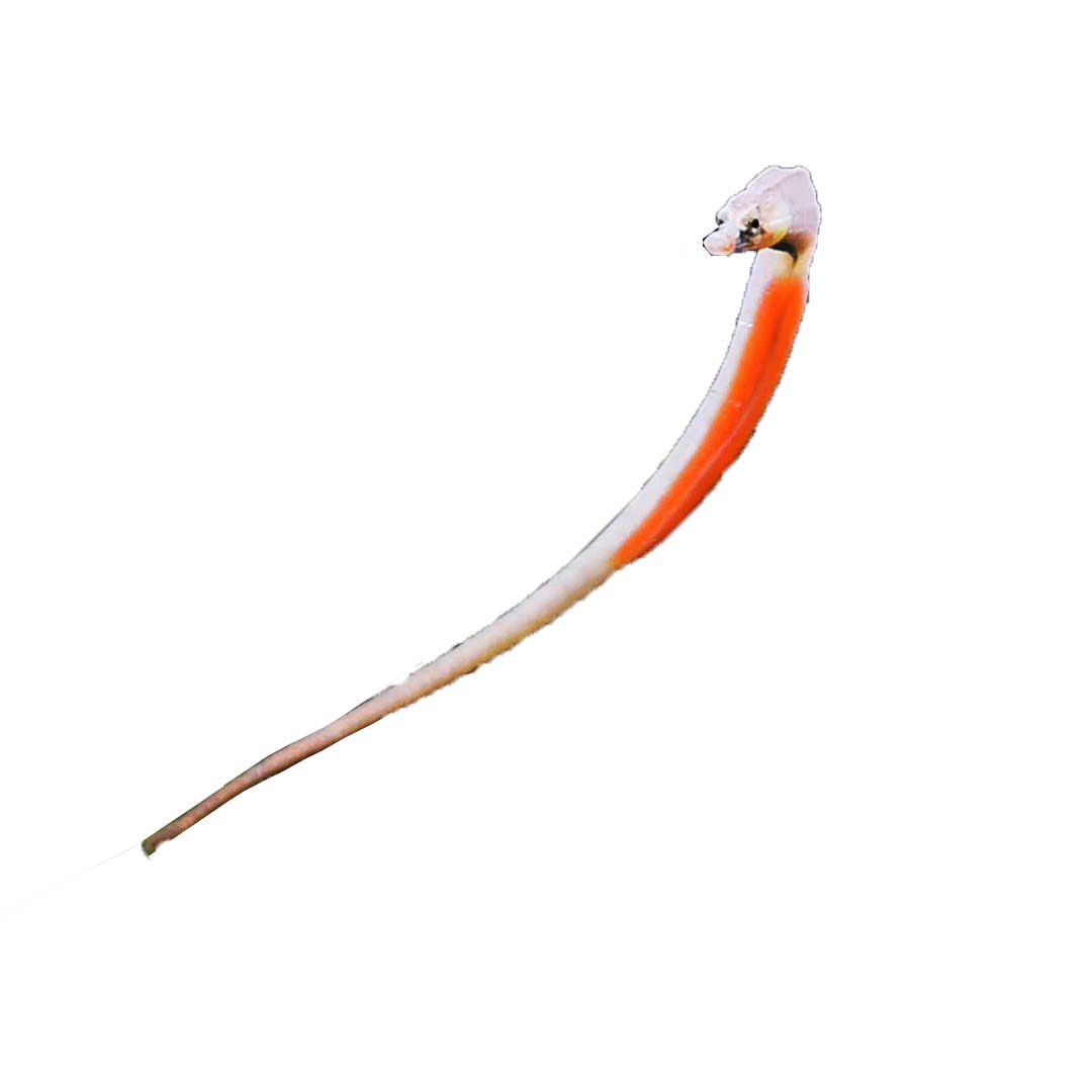 海龙淡水红腹海龙鱼淡化红腹小海热带观赏鱼定水鱼