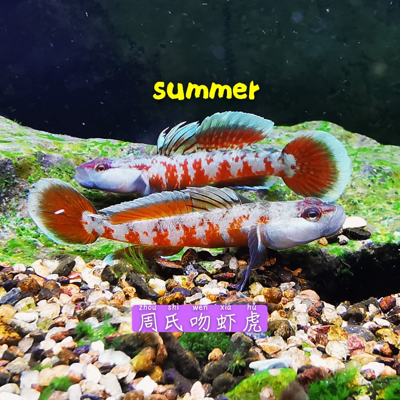 周氏原生溪吻观赏鱼冷水虎鱼鱼虾虾虎鱼
