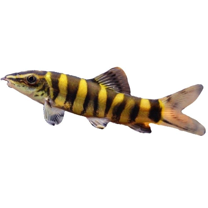 壮体沙鳅底层鱼清洁鱼原生观赏鱼冷水鱼到货鱼