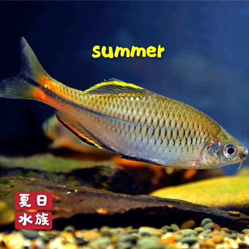 齐氏鱊广齐泉齐齐田中鳑鲏革条原生观赏鱼冷水鱼鱼