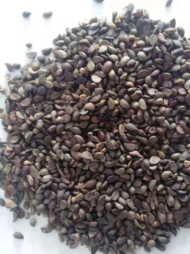 杜梨种子野生小叶带刺水洗纯新加工嫁接梨树家庭园艺种子