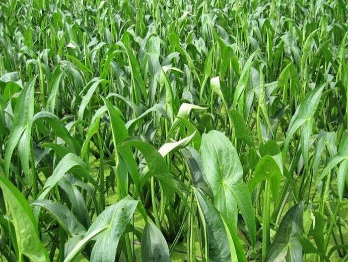 兴化水乡特产现挖新鲜白慈姑新鲜茨菇现挖白马蹄茨菰五斤装包邮