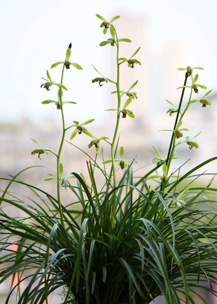 仙绿梅传统蕙兰仙气飘飘新上海梅