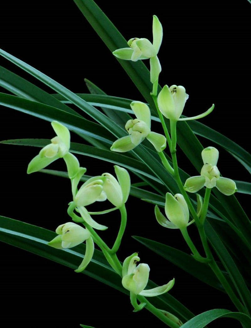 花苞铁骨素梅花苗建兰四季梅瓣素花花卉