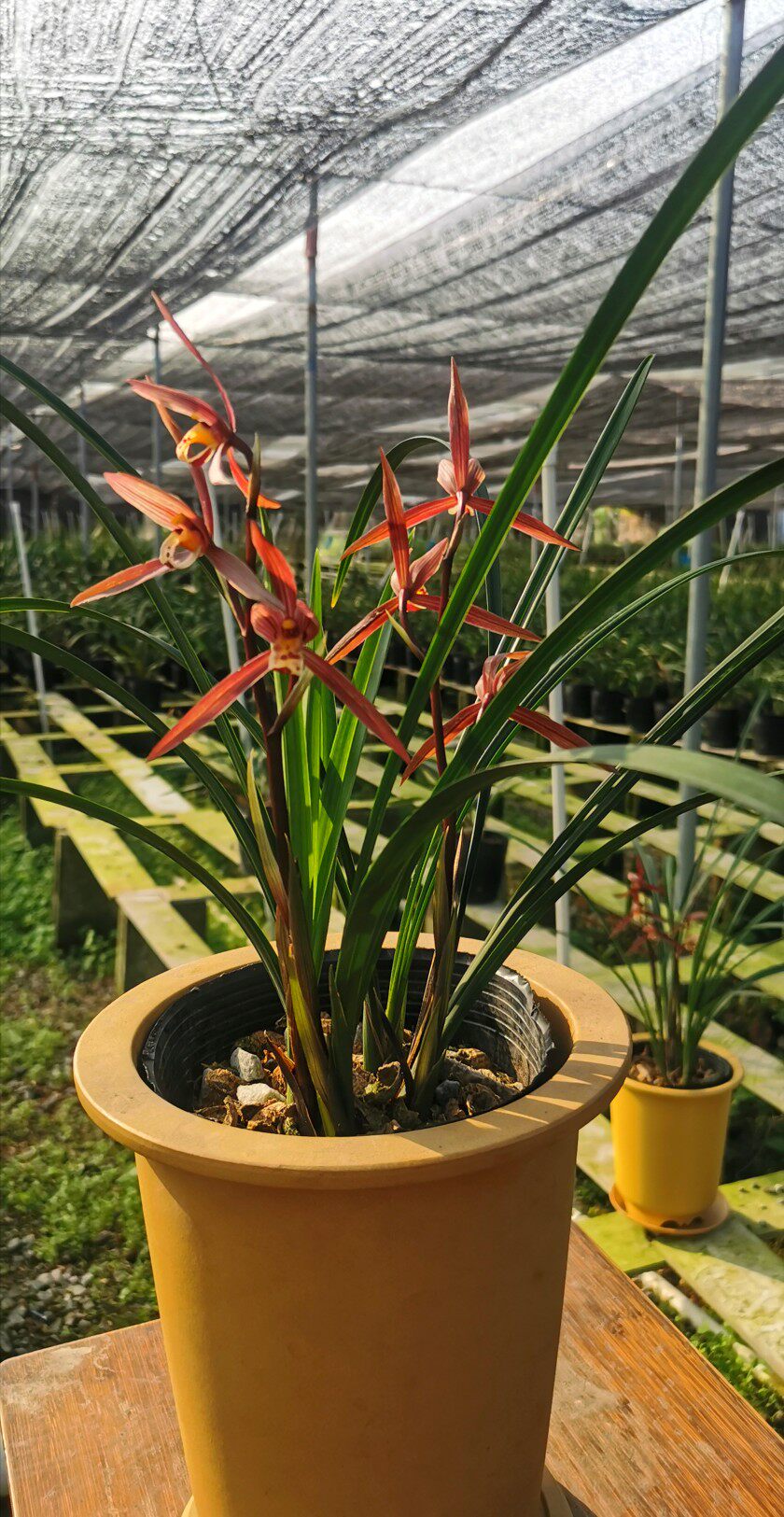 兰花阳台寒兰红花叶姿秀美花香香浓悠远好养时令草本花卉