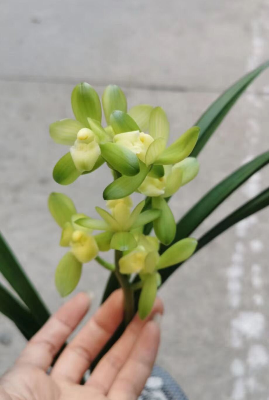 洛阳素荷四季兰建兰荷瓣花浓香时令草本花卉