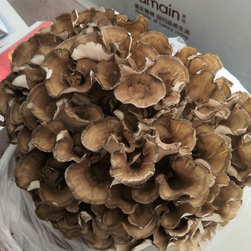 现货新鲜舞茸迁西栗蘑3斤湿灰树花千佛蘑菇香菇类