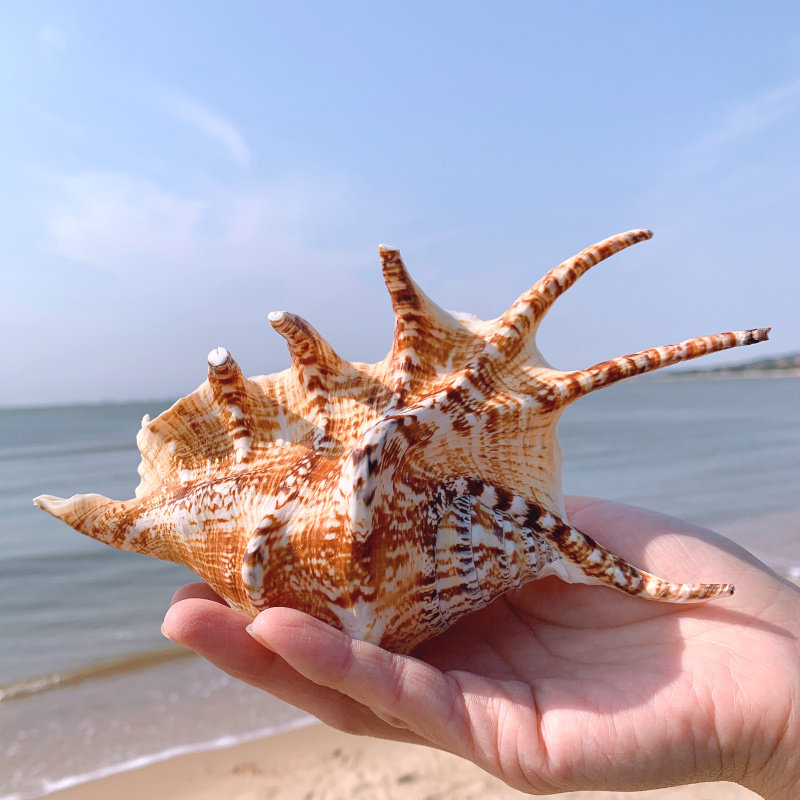 天然贝壳超大海螺特大七角鱼缸装饰品水族造景海螺