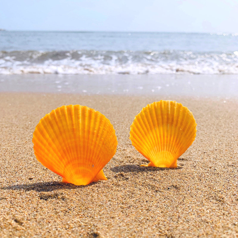 贝壳扇形彩色桔色贝天然海螺家装墙贴地婚庆装饰画海螺