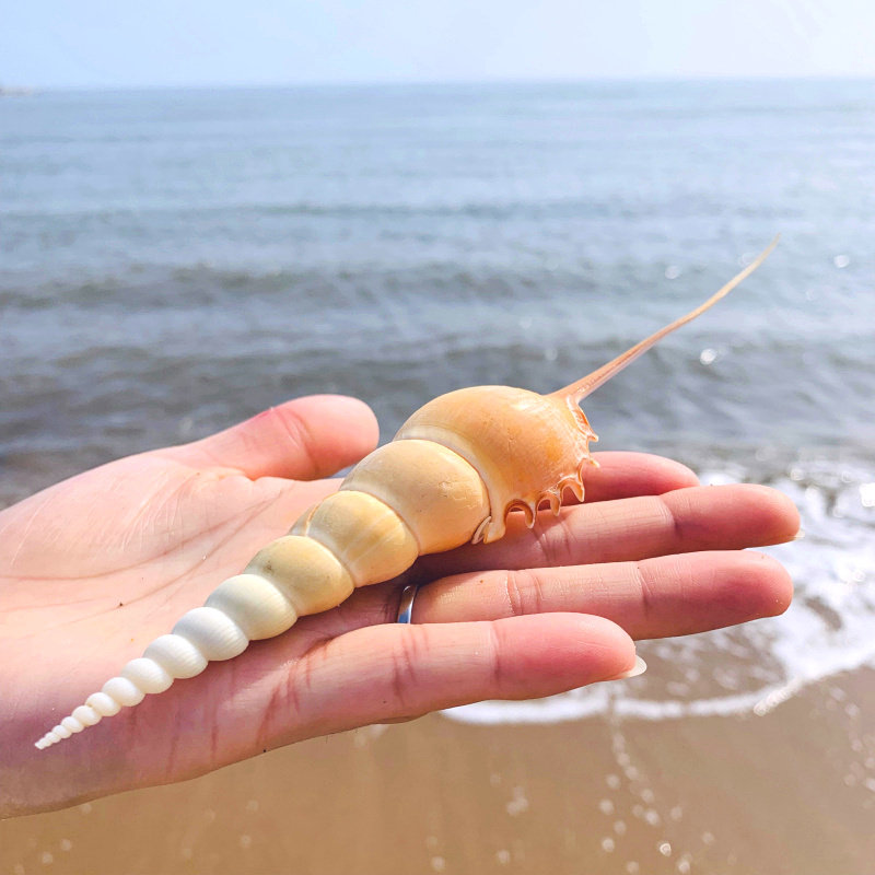 马丁长鼻天然海螺贝壳收藏标本地中海家居橱窗海螺