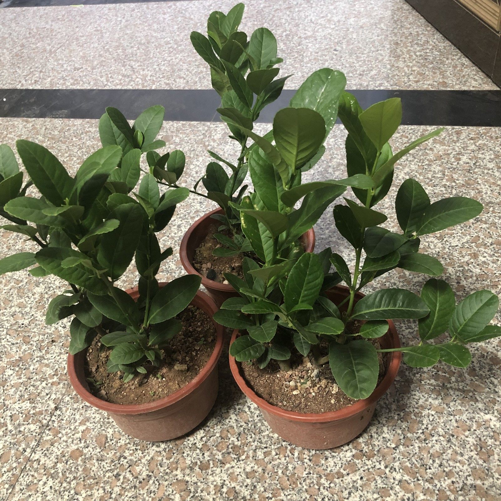 金华佛手苗佛手树苗正宗金佛手苗佛手盆栽带土带软盆发货