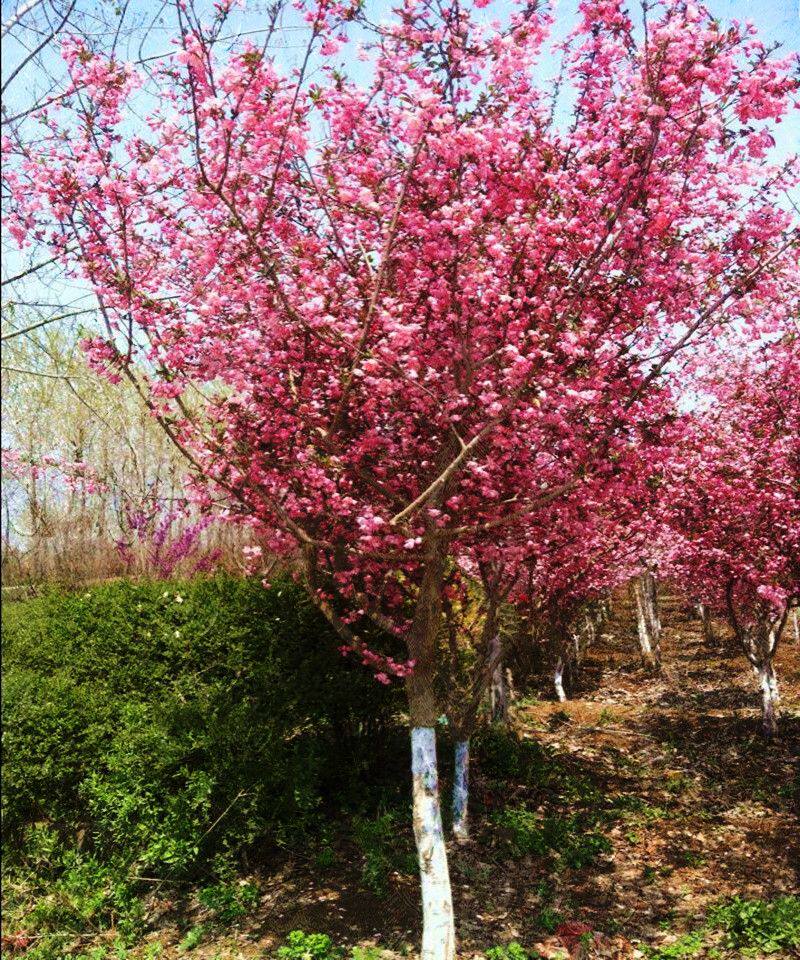 花盆海堂盆景苗特大海棠树苗花种植室内户外老桩庭院绿化垂丝