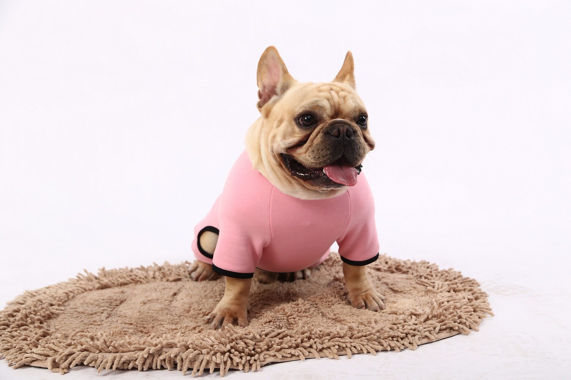 宠物狗狗斗牛犬衣服法斗英斗巴哥犬加绒冬季加厚泰迪四脚衣服装