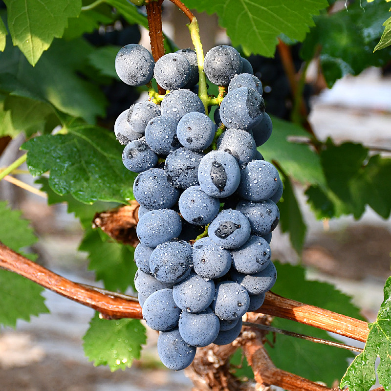 云南黑葡萄应季新鲜孕妇水果无籽提非巨峰黑加仑葡萄