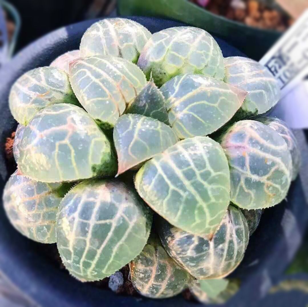 肉客多肉植物十二水晶白纹亮窗寿玉露万象盆栽多肉植物