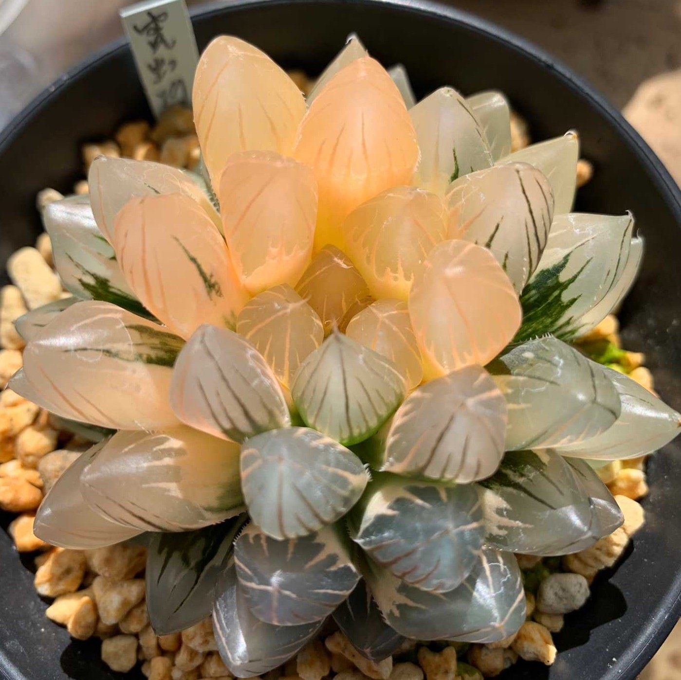 肉客多肉植物花卉盆栽稀有霓虹灯玉露组培无根多肉植物