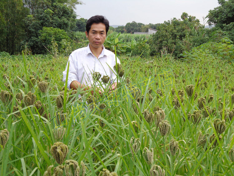 米粉广西农家特产鸭脚粟米铲子龙爪粟红黄小面粉