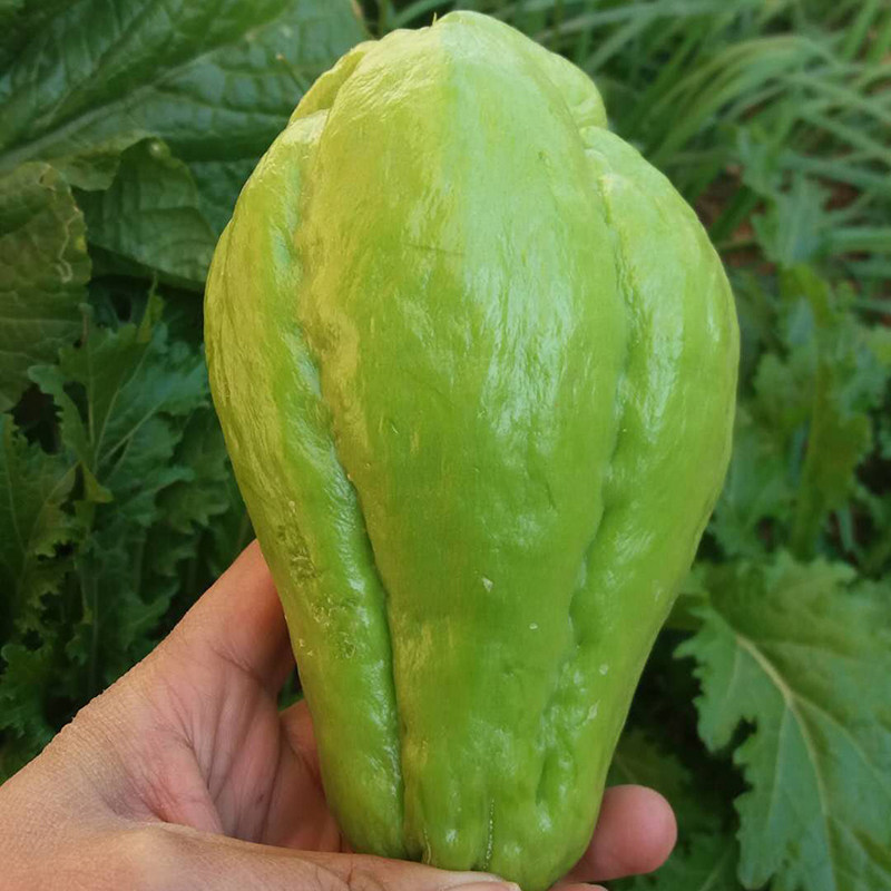 农家佛手新鲜洋瓜捧瓜丰收窝瓜寿瓜葵瓜时令其它