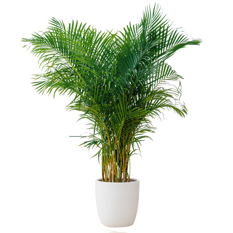 散尾叶前台甲醛前台净化空气观室内客厅盆栽植物绿植大型绿植