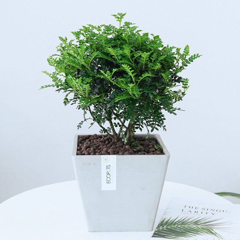 清香木驱蚊盆栽植物清香香叶木室内提神花卉绿植绿植