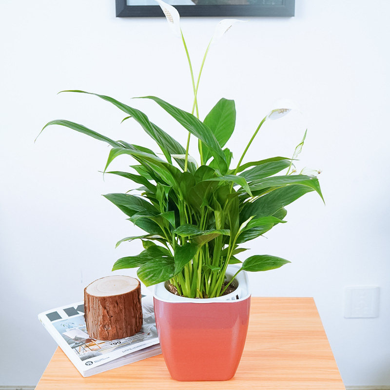 水培一帆风顺白掌厕所耐阴盆栽花卉植物青苹果自动绿植