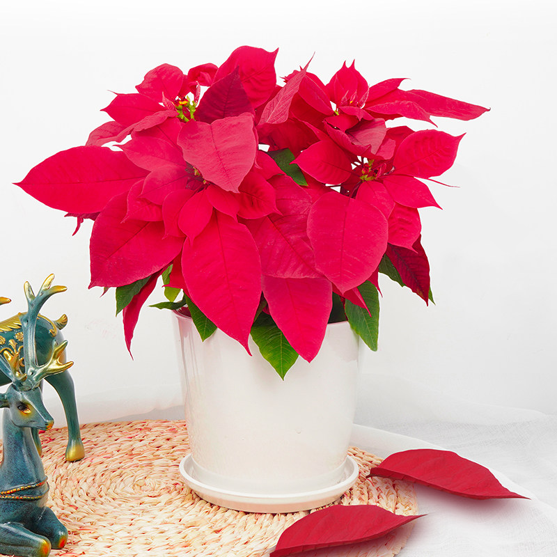 圣诞花盆盆栽一品红红绿绿植节日庆典花喜喜庆花卉时令草本花卉