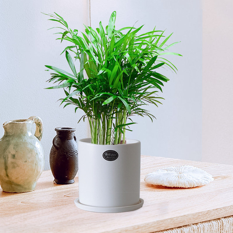 袖珍椰子小型桌面绿植植物卧室办公桌室内客厅绿植