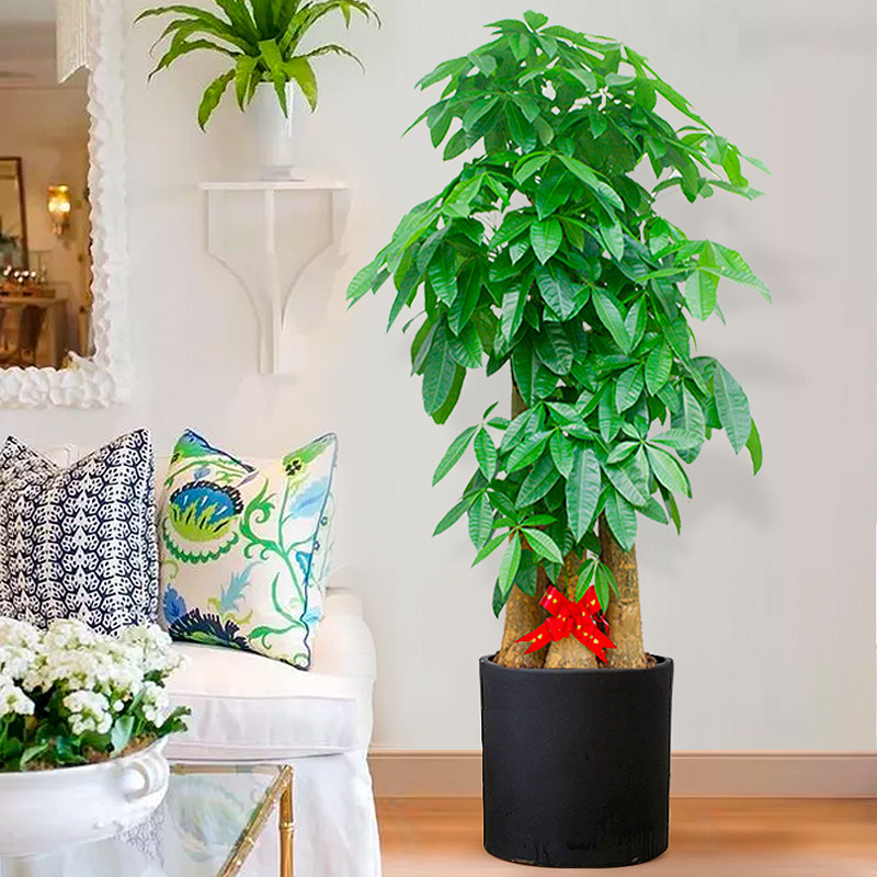 北京步步高发财树大棵盆栽室内绿植大型植物客厅大型绿植