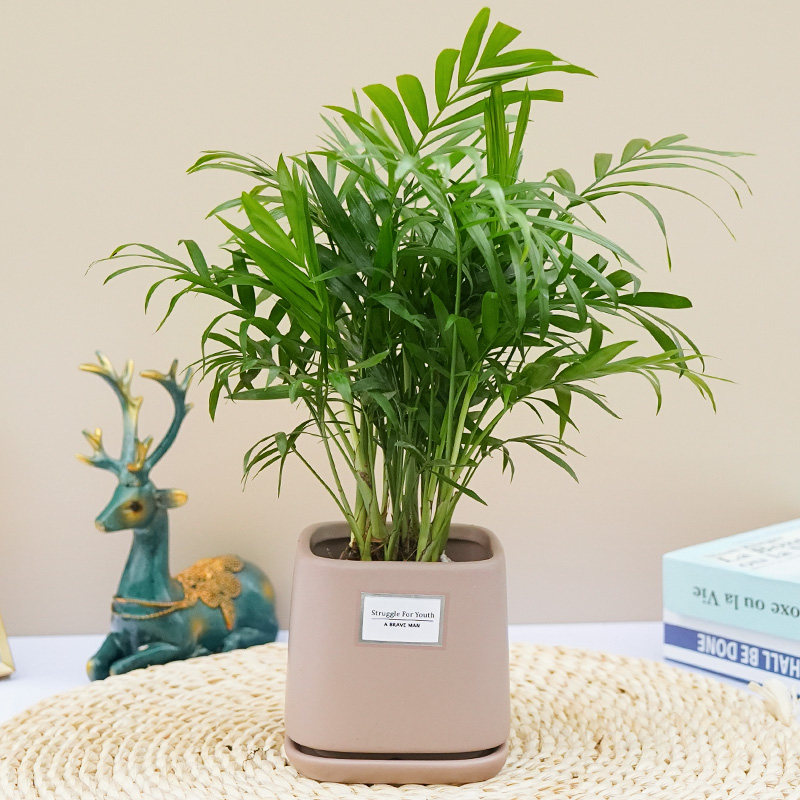 袖珍椰子小型桌面绿植植物卧室办公桌室内客厅绿植