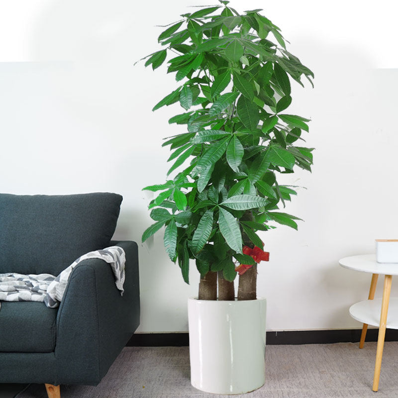 步步高大盆招财树乔迁绿植办公室客厅绿植大型植物盆栽花卉发财树