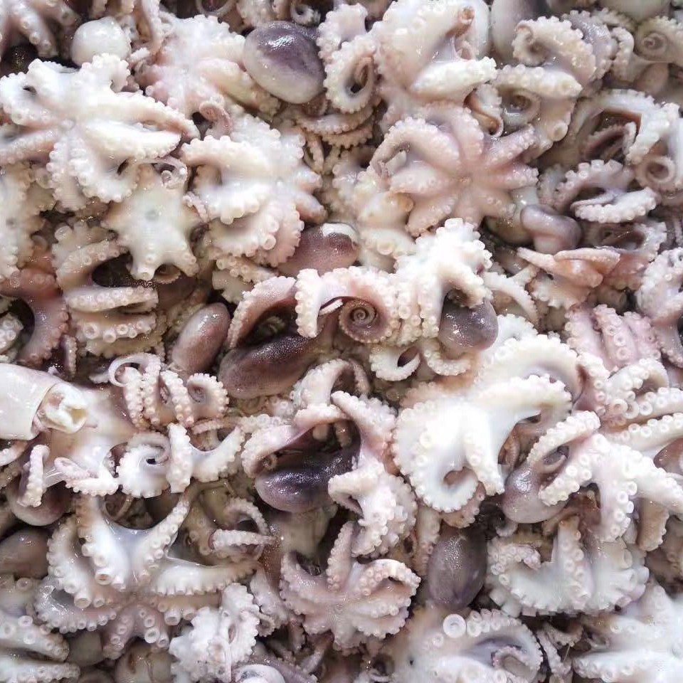 新鲜八爪鱼鲜活熟冻内脏章鱼冷冻迷你八抓鱼爆头冷冻章鱼