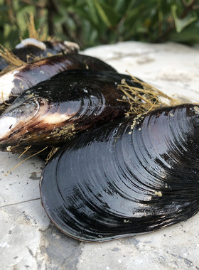 鲜活特大新鲜大海虹野生5斤青口贝