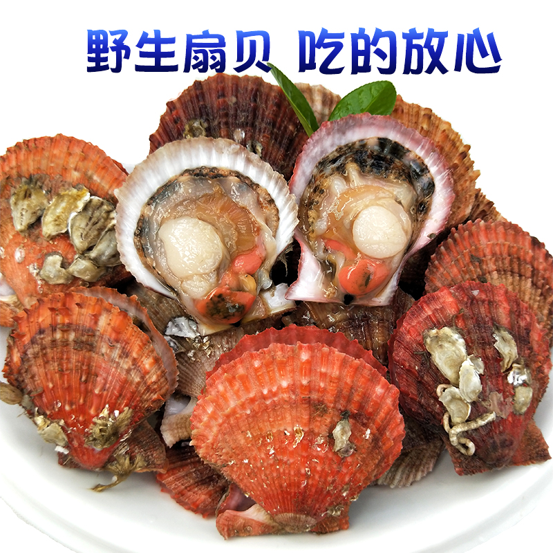鲜活扇贝现捕红贝港湾贝新鲜带壳大扇贝烧烤小海鲜
