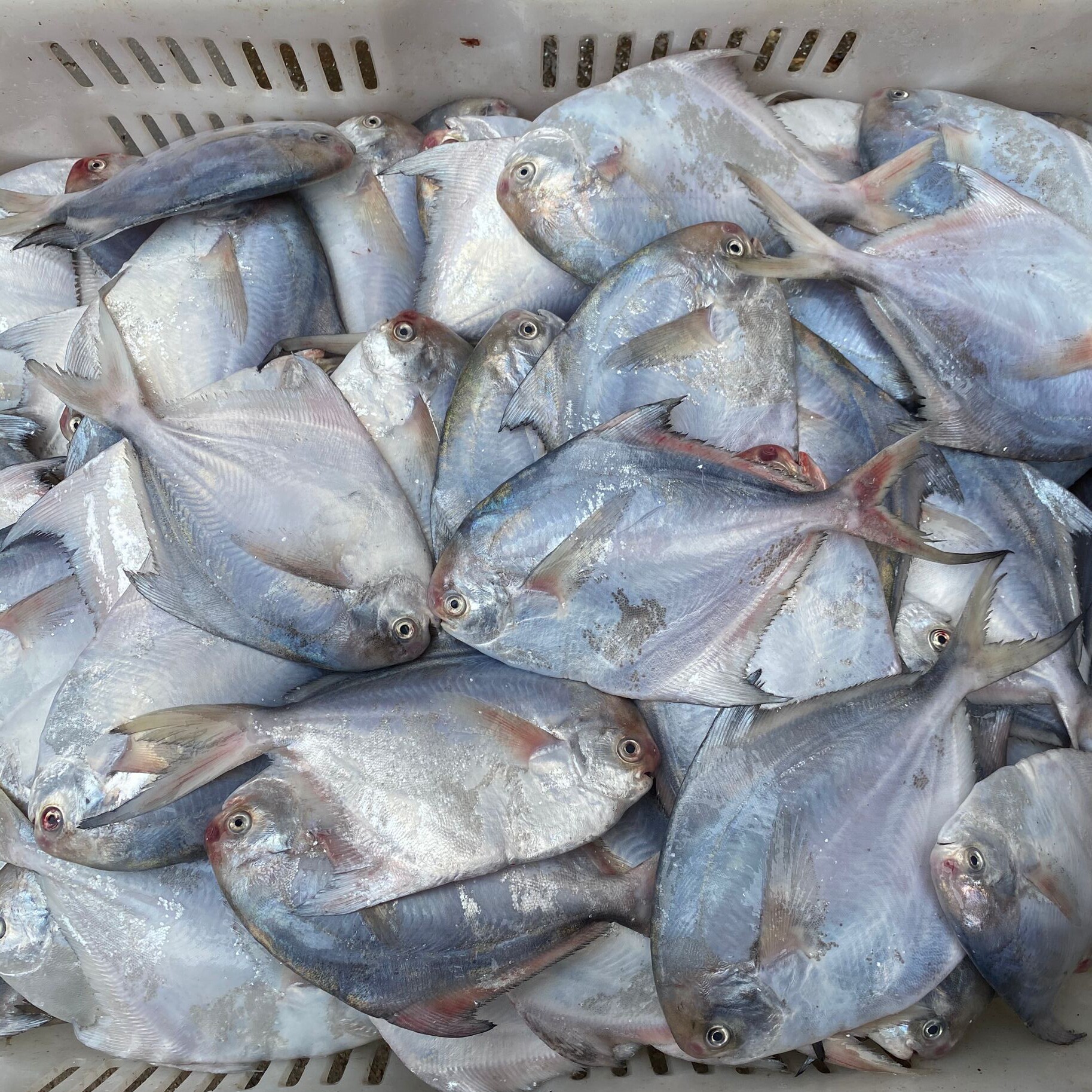 鲳鱼新鲜冷冻鲜活大白正宗渔船海海鱼速冻超大鲳鱼