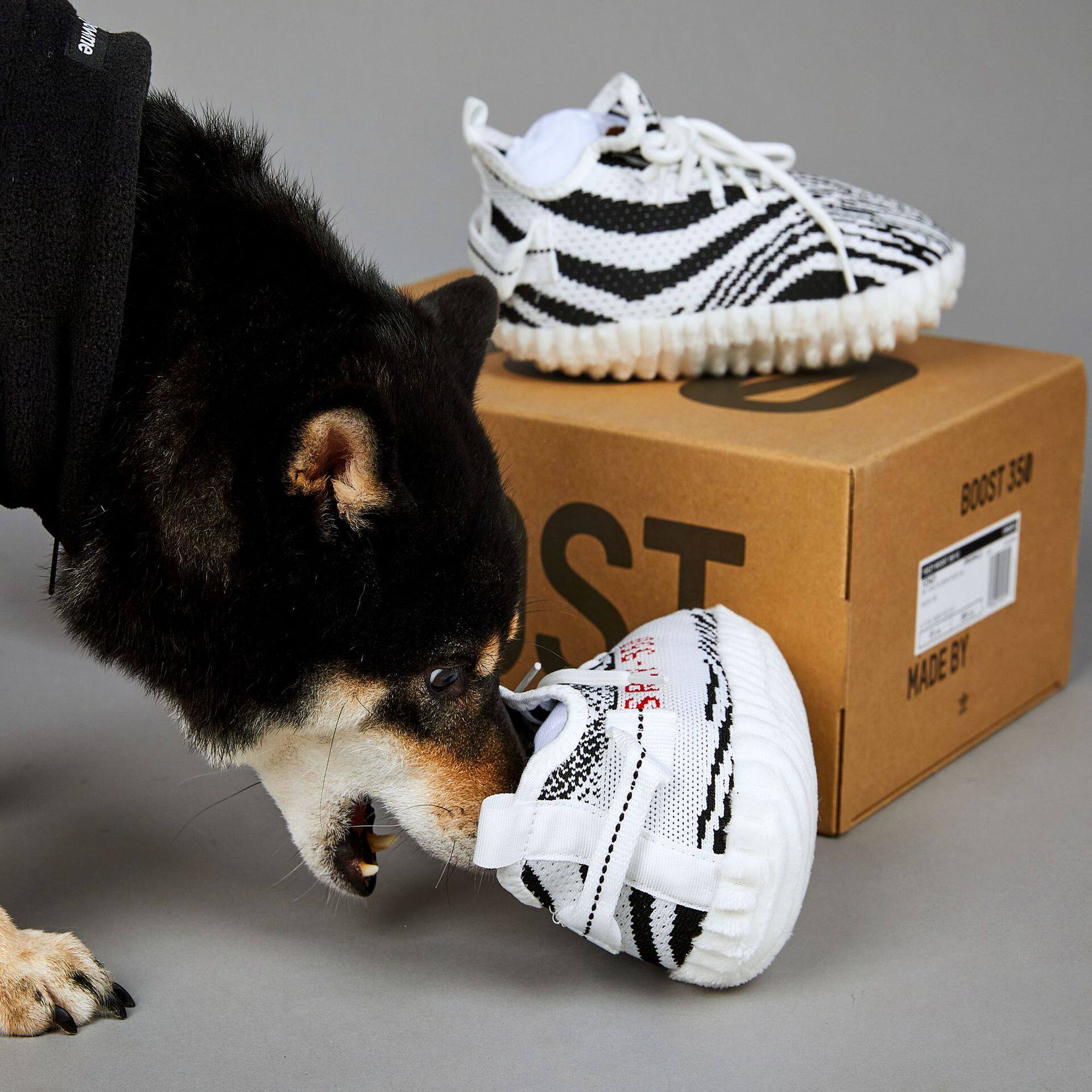 玩具呆瓜家韩国潮牌鞋子发声狗狗互动宠物嗅闻发声玩具