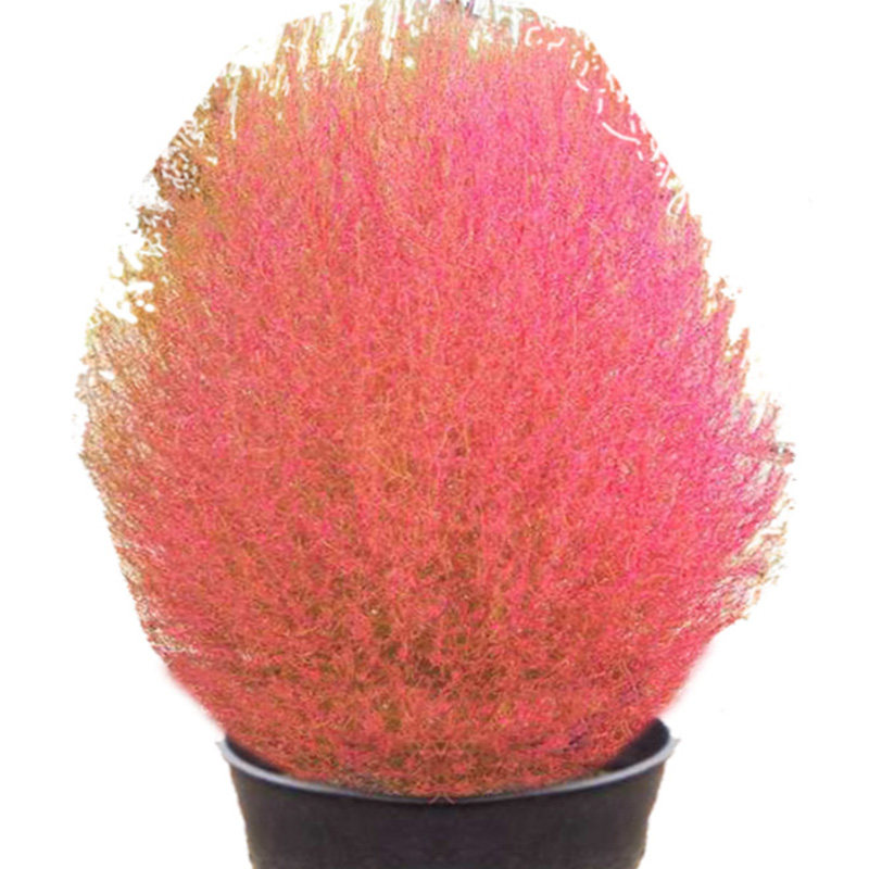 散装地肤种子红地别名孔雀四季花海花坛花境家庭园艺种子