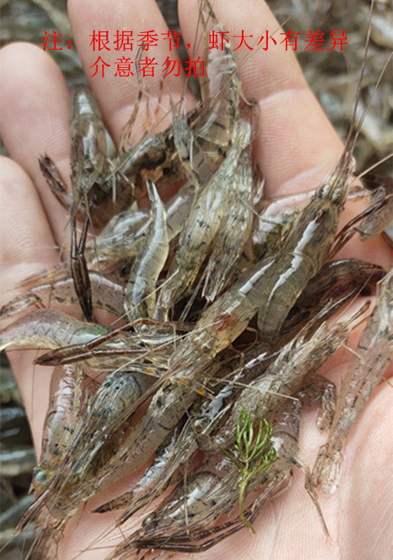 新鲜淡水小虾草虾明虾青白虾河虾米钓鱼喂龟活虾