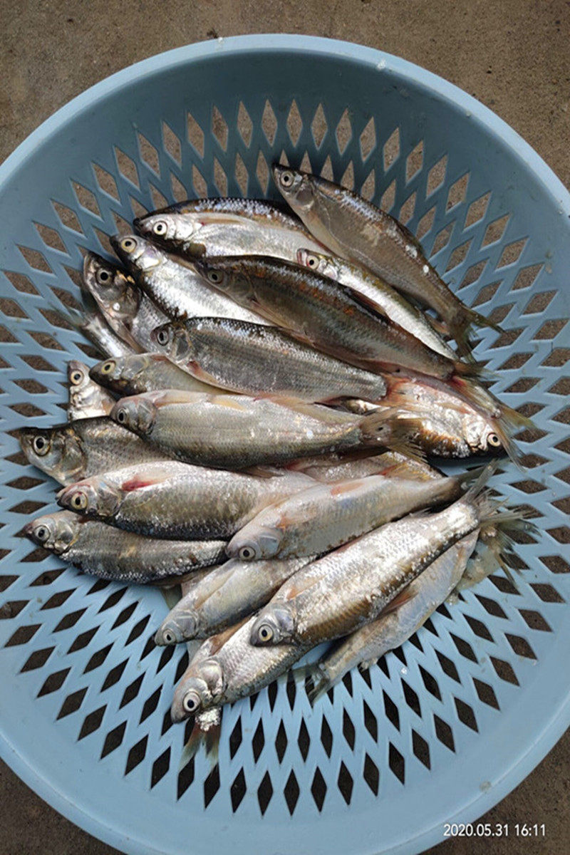 淡水白条小杂鲜活美味营养小白油炸油餐穿条淡水鱼类