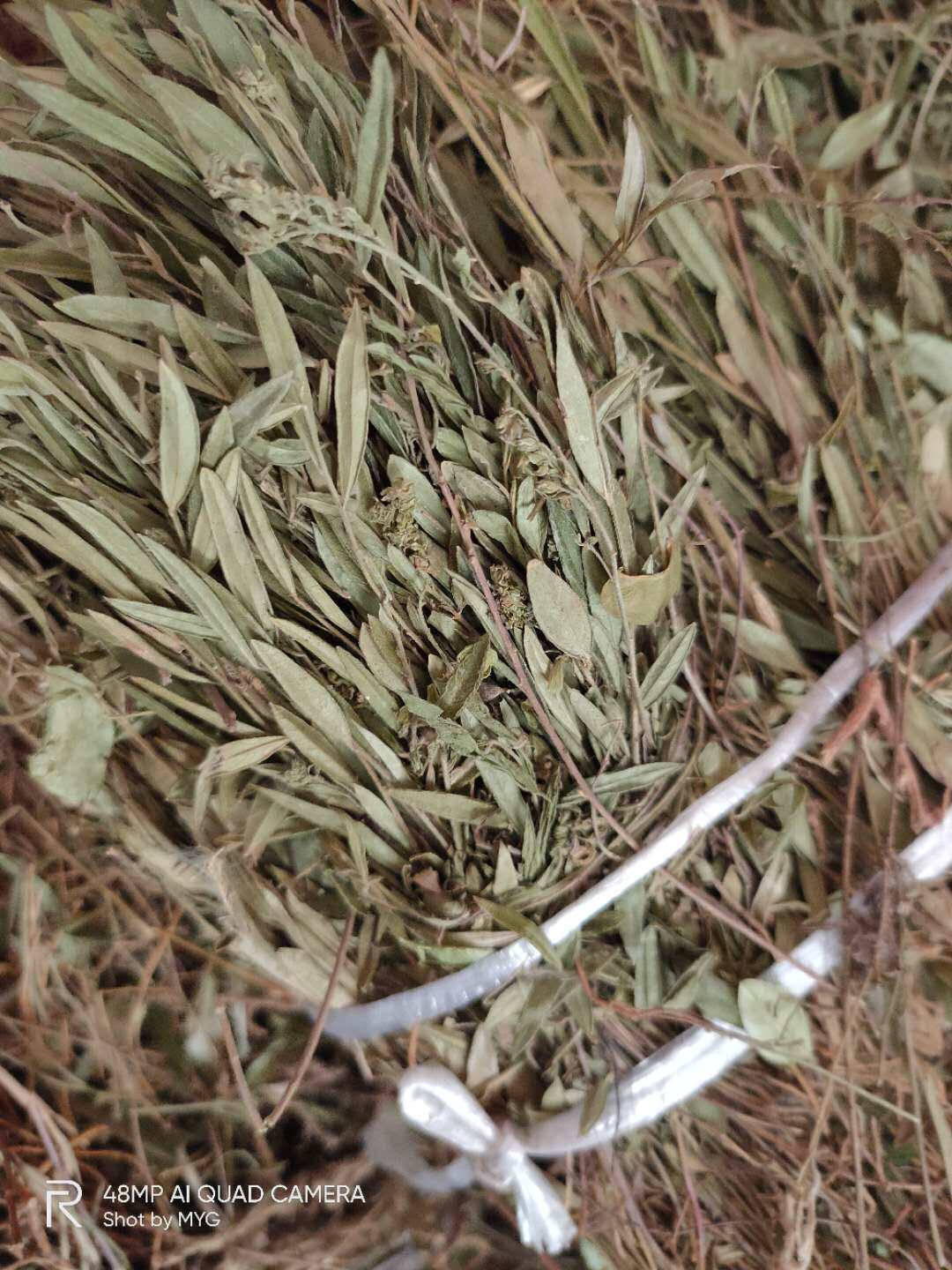 野生瓜子金小叶紫背金牛正品全株干品瓜子金500克