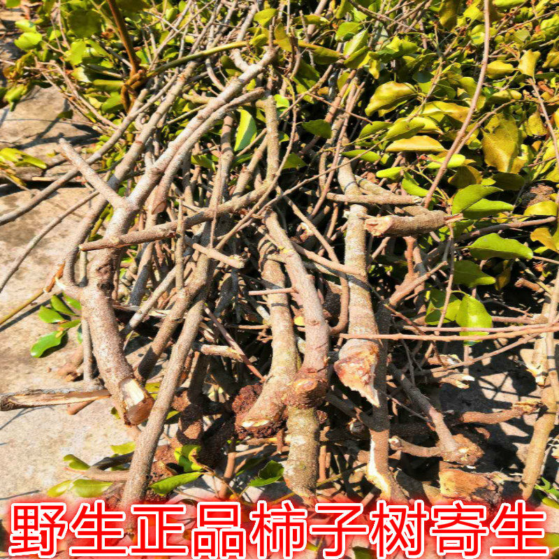寄生野生柿子全株晒干干干还有其他各类传统滋补品其他
