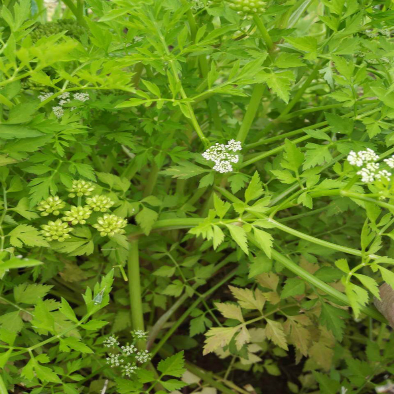 干草中草药材野芹菜毒芹水毒斑毒走马芹干250克其他药食同源食品