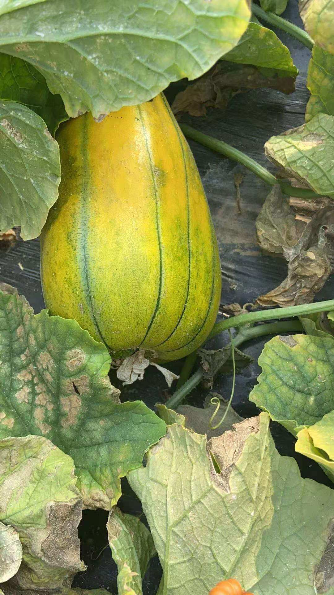 皮面山东老面瓜花香瓜黑皮瓜黄低糖水果老年人甜瓜