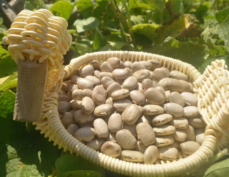 猫豆广西巴马10斤装狗爪豆白黎豆干豆种子其它