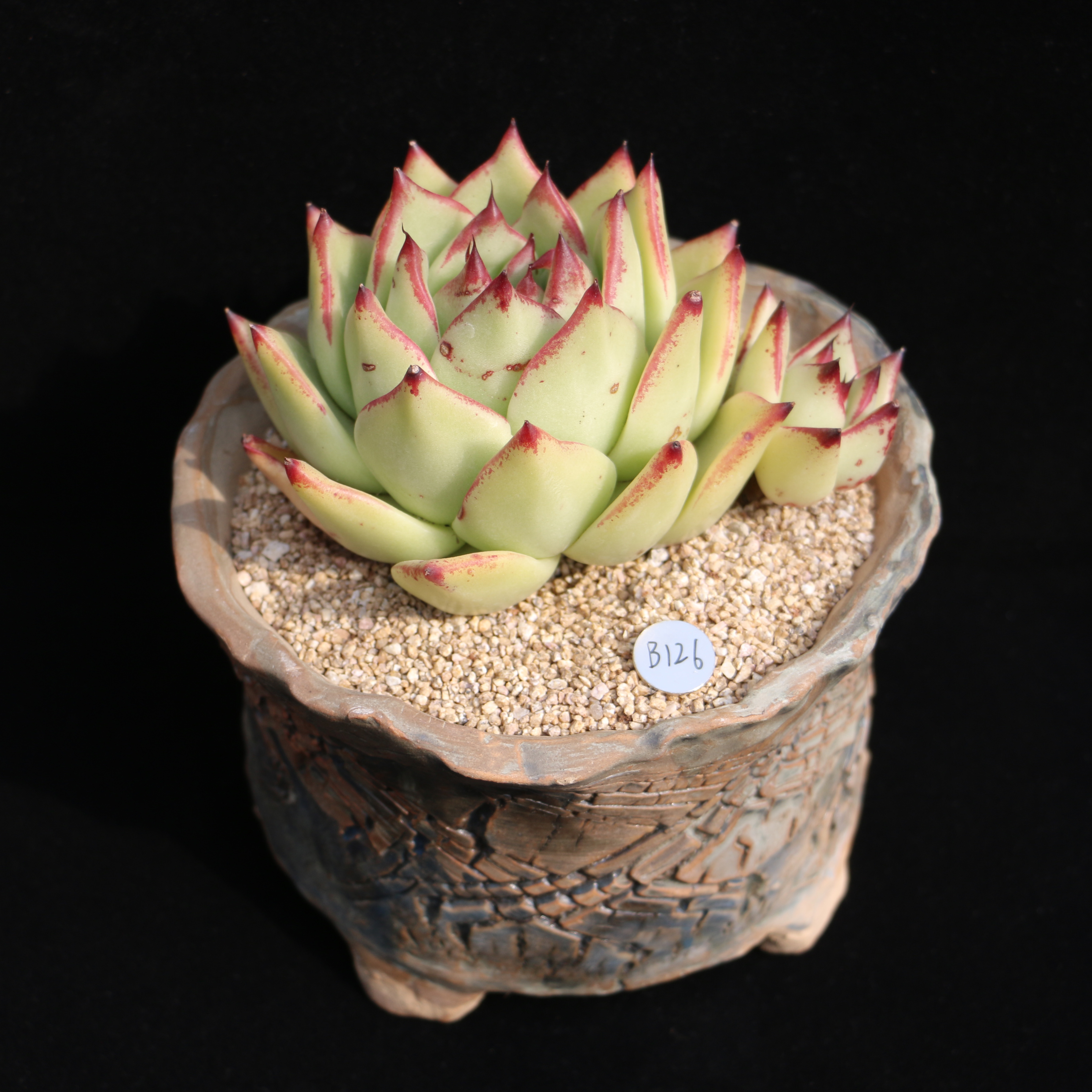 维纳斯玛利亚一物一拍多肉植物稀有品种组合套餐多肉植物