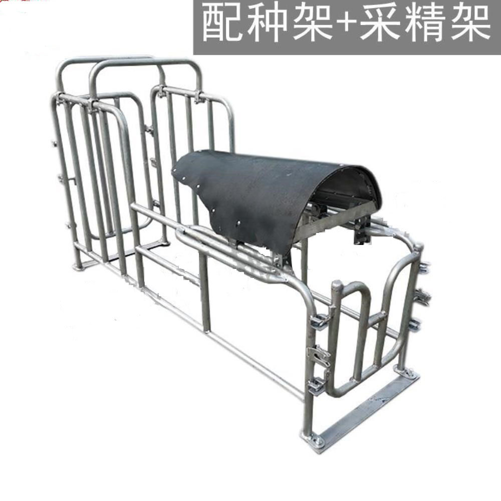 配种畜牧养殖器械母猪架假母台采精架热镀镀锌源头畜牧