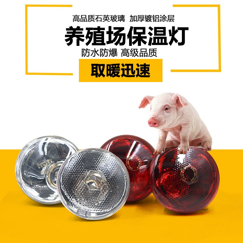 仔猪保温箱用多大灯泡图片