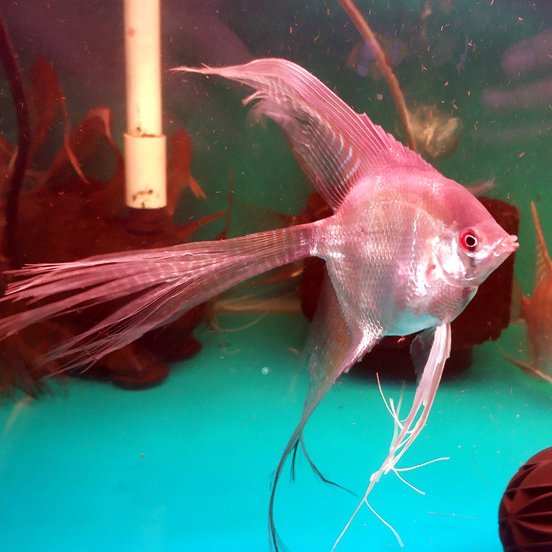 钻石红头神仙仙鱼39cm燕鱼慈鲷热带观赏鱼活体鱼