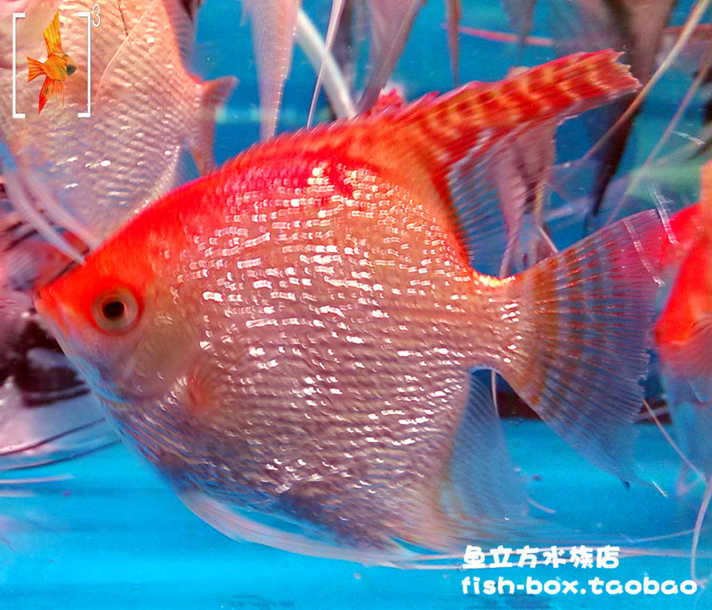 钻石红头神仙仙鱼39cm燕鱼慈鲷热带观赏鱼活体鱼