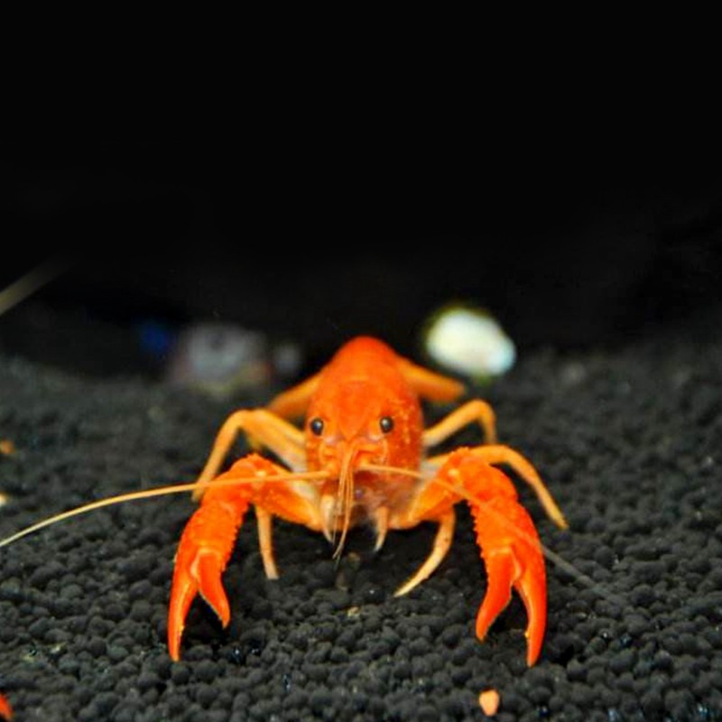 小龙虾观赏鳌虾活体宠物淡水冷水蓝色大型龙纹虾虾