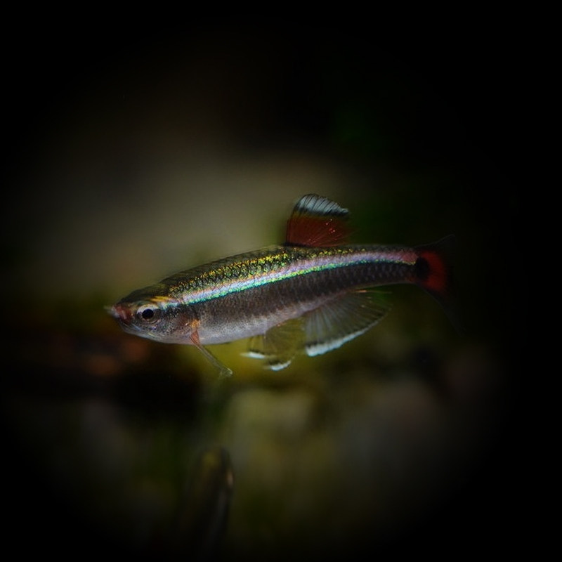 白云金丝冷水鱼灯科鱼淡水小型观赏鱼原生鱼群游新手懒人唐鱼包邮